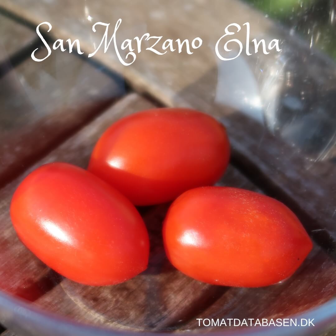 San Marzano Elna